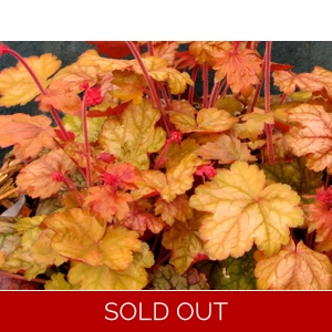 Heuchera 'Vulcano'